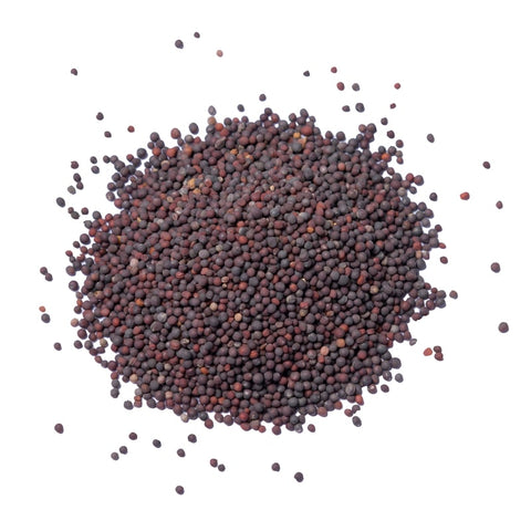 Graines de moutarde noires