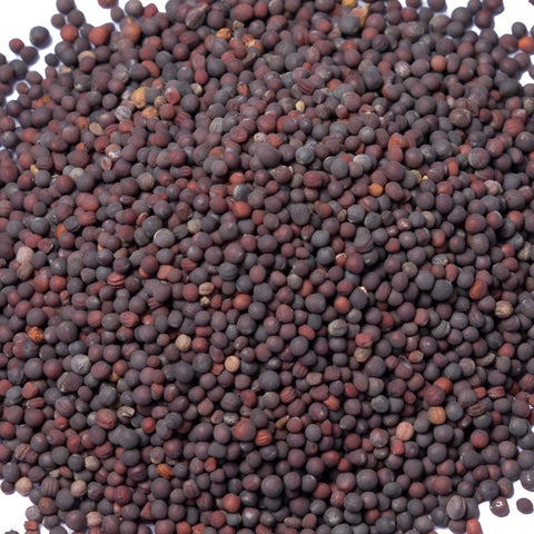 Graines de moutarde noires
